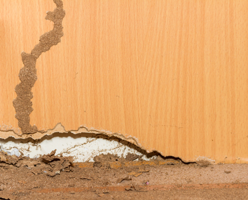 Termite Inspections Ramsey NJ