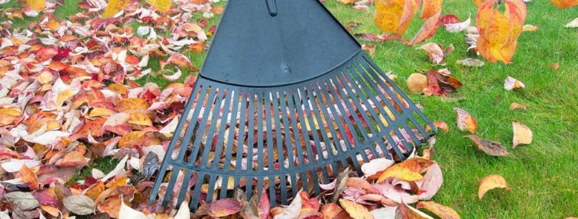 Raking Leaves