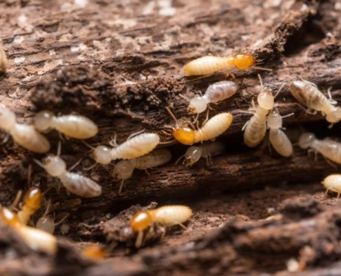 Termites