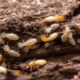 Termites