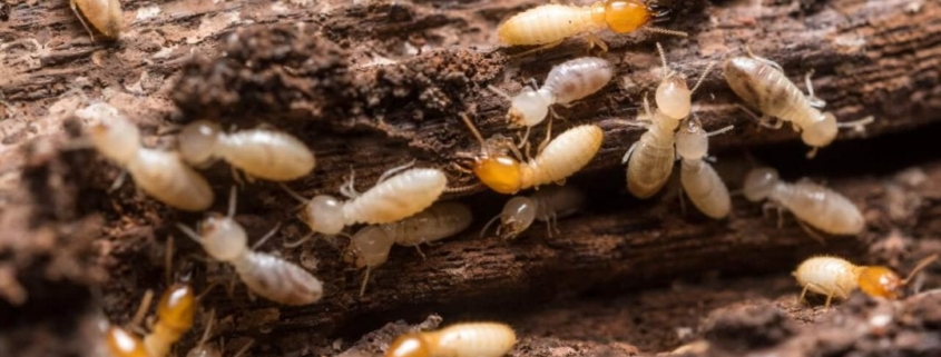 Termites